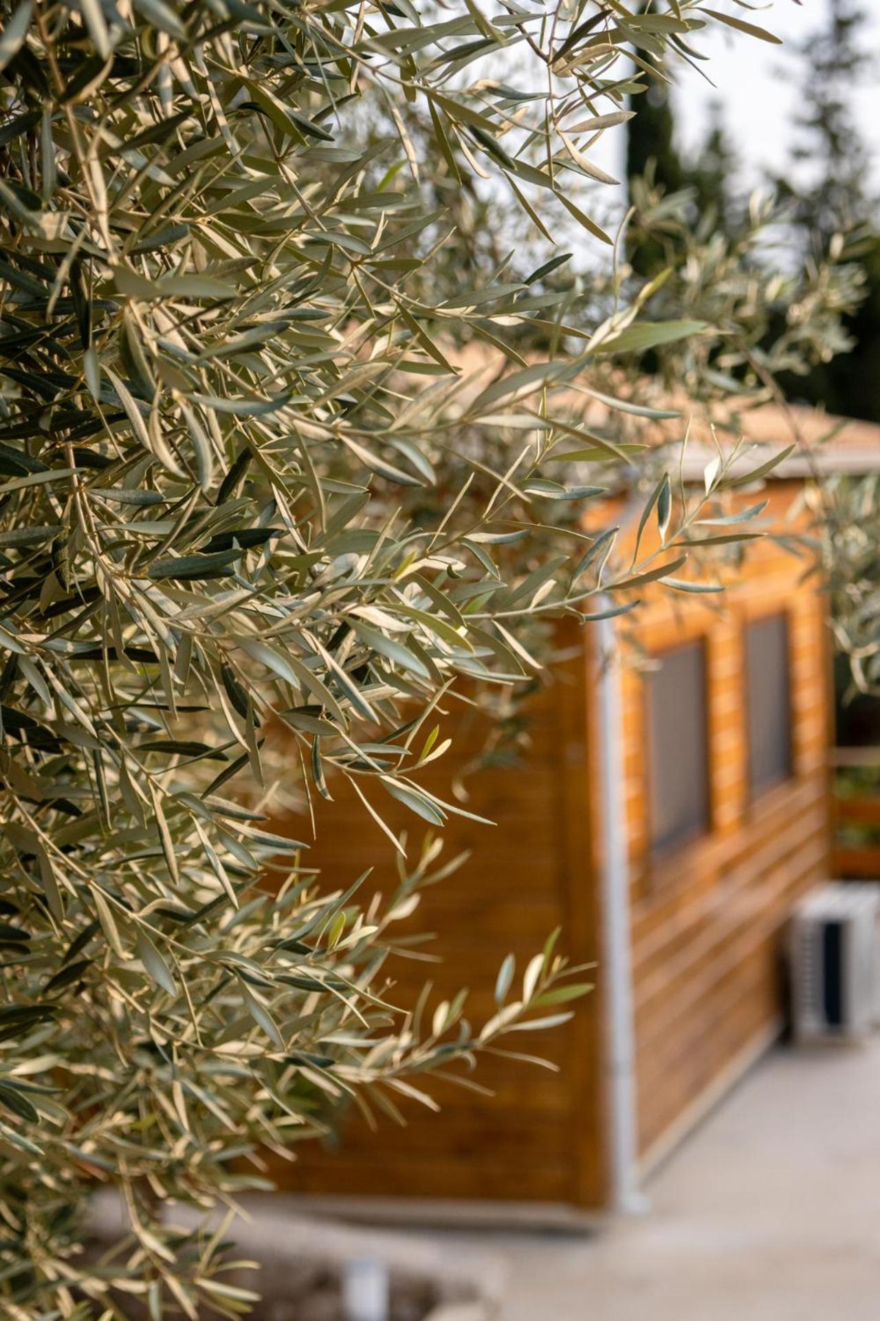 Agrelia Homes 2 * Dragano